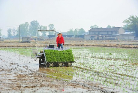北斗定位,無人駕駛,1小時插秧7畝 這插秧機(jī)好牛!